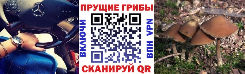 купить наркотики цена  Губкин  hydra ТОР  Галлюциногенные грибы Magic Shrooms 